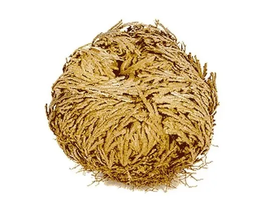 Rosa de Jericó